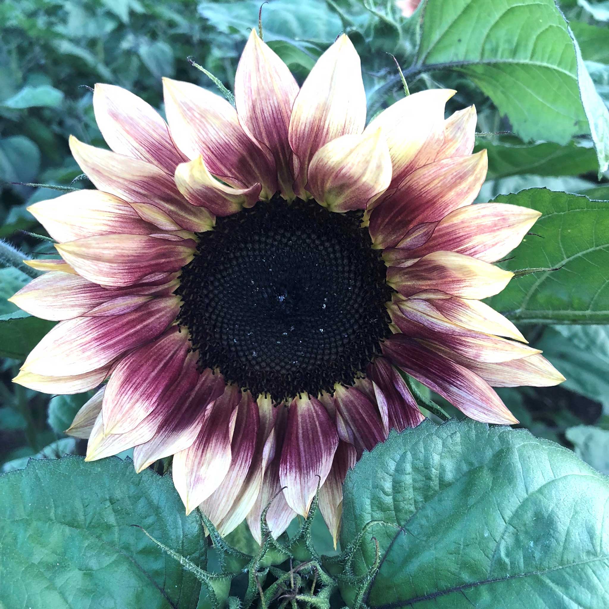 Sunflower Skip Sunflower Pro-Cut Plum | Flower Seeds in Packets & Bulk | Eden Brothers