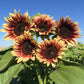 sunflower procut plum