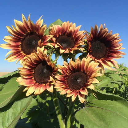 procut sunflower bundle with plum to cream petals and a dark center disk.