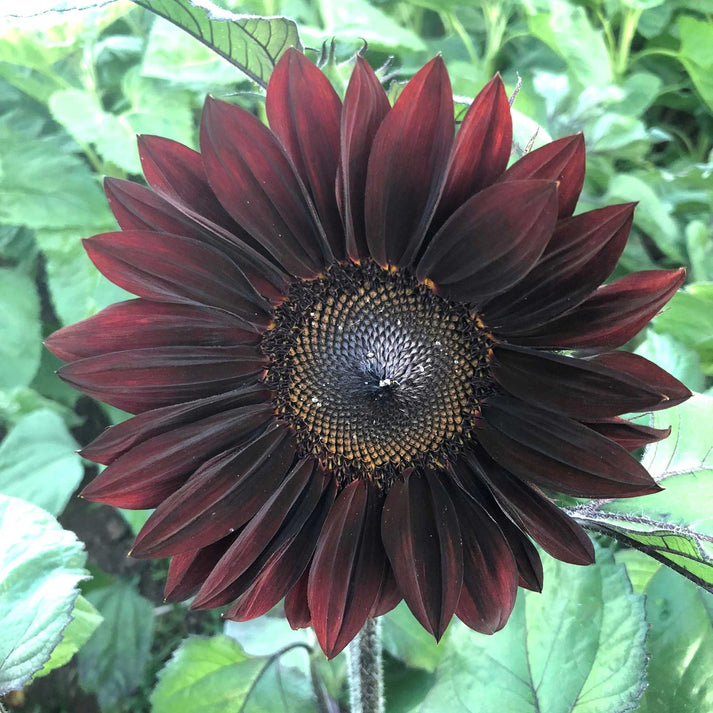 Sunflower Skip Sunflower ProCut Red | Flower Seeds in Packets & Bulk | Eden Brothers
