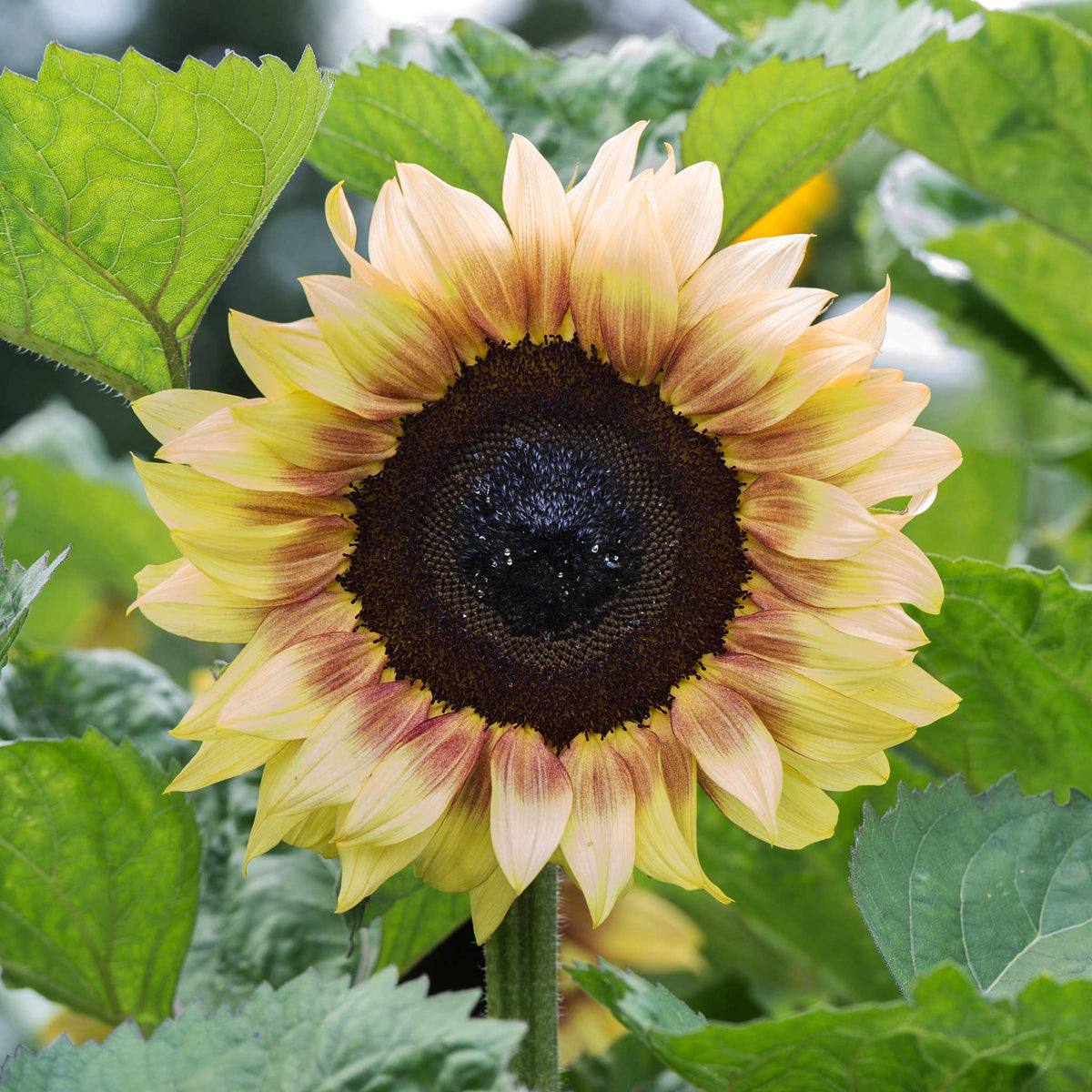 Sunflower ProCut Red Lemon Bicolor | Flower Seeds in Packets & Bulk ...