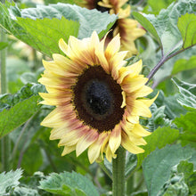 Procut red lemon bicolor sunflower on a natural outdoor garden backdrop
