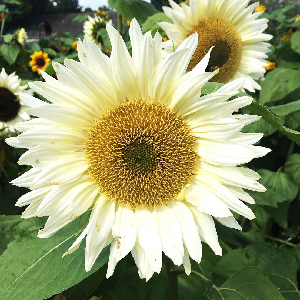 Sunflower Skip Sunflower ProCut White Lite | Flower Seeds in Packets & Bulk | Eden ...