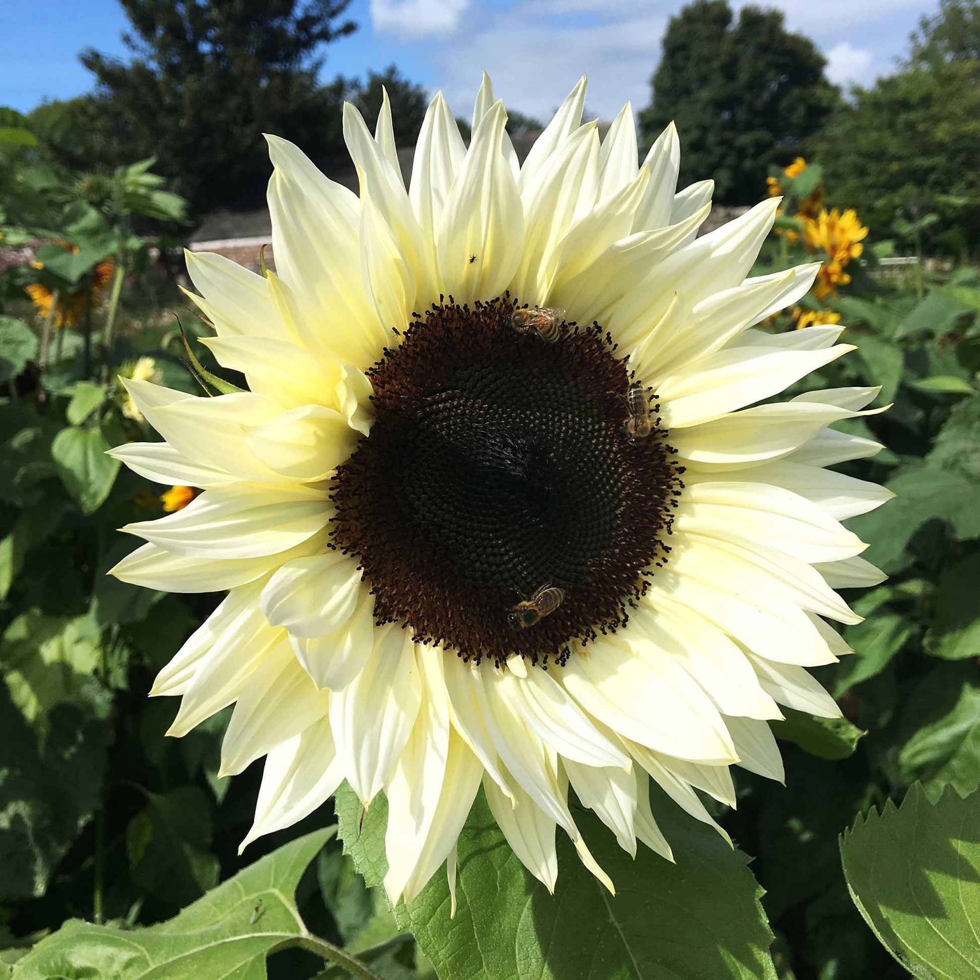 sunflower procut white nite