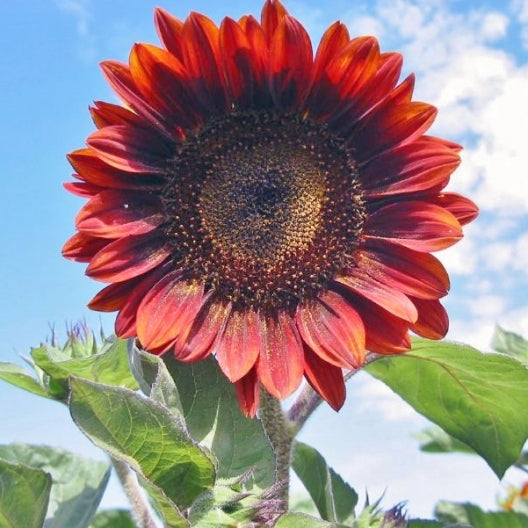 sunflower red sun