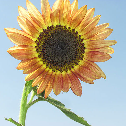 sunflower sante fe sunset f1