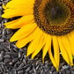 sunflower black oil