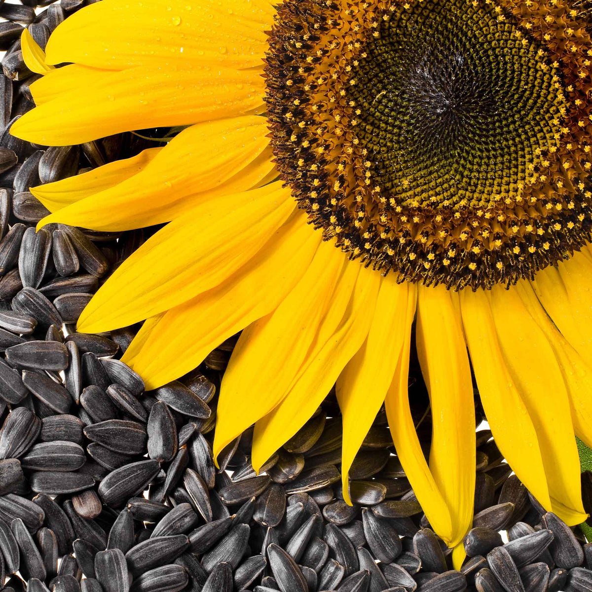 Sunflower Skip Sunflower Seeds - Black Oil Microgreen | Flower Seeds in Packets & Bulk ...