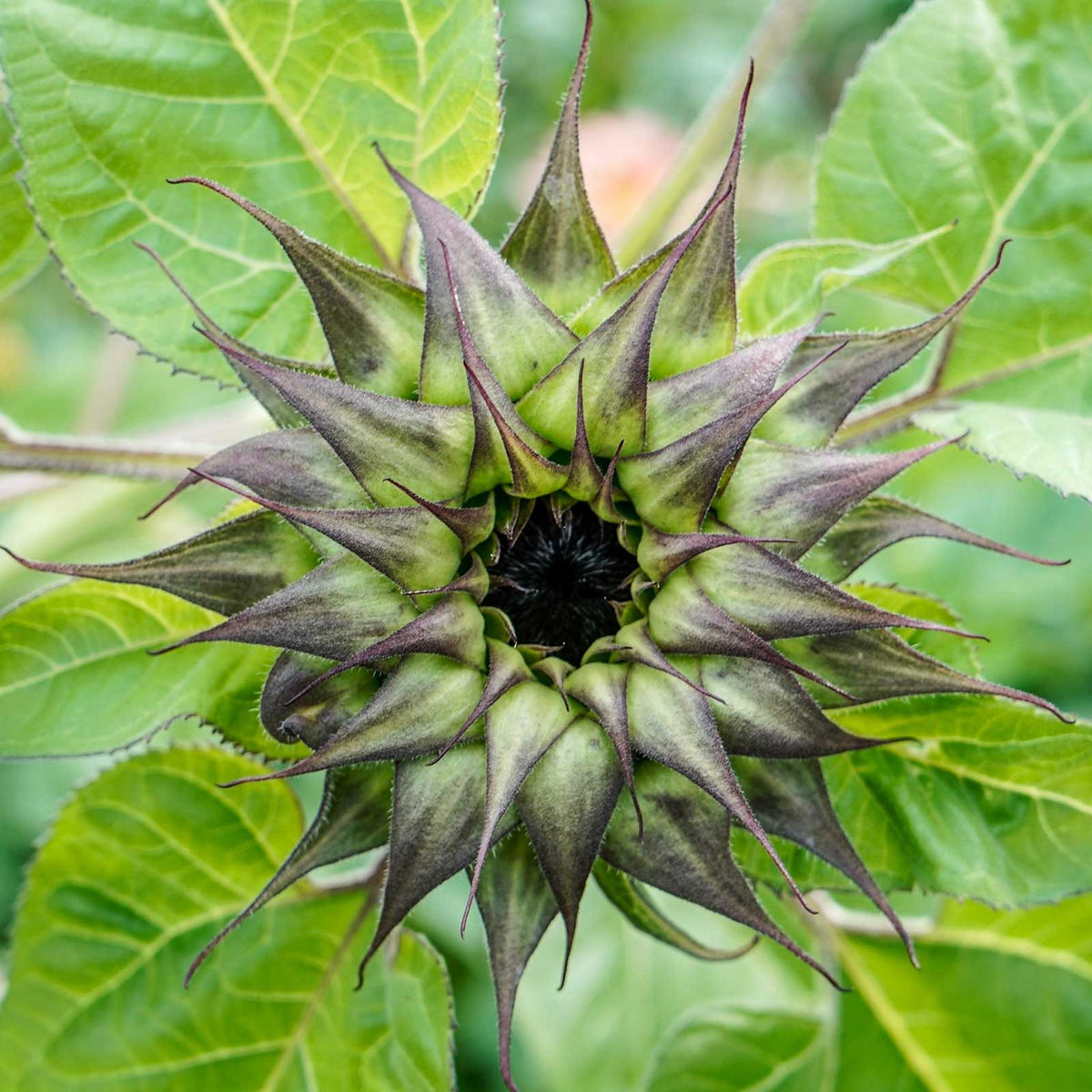 Sunflower Skip Sunflower SunFill Purple | Flower Seeds in Packets & Bulk | Eden Brothers