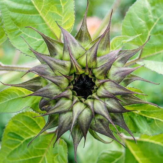 Sunflower SunFill Purple