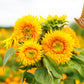 sunflower sungold