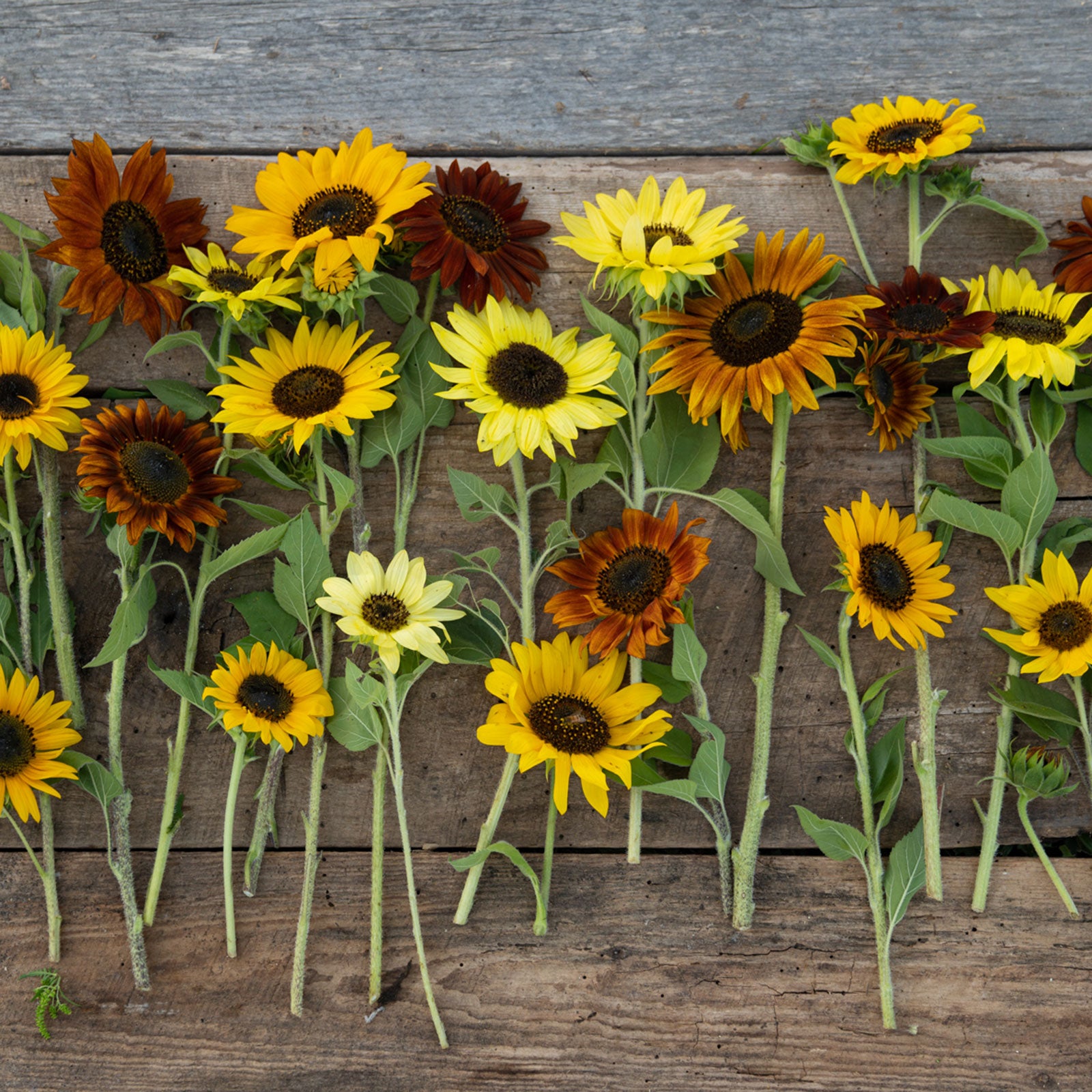sunflower seed mix