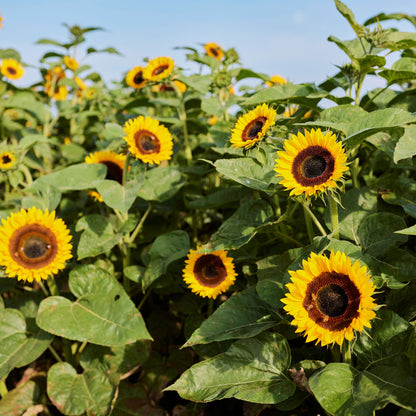 Taiyo sunflower identified in close-up with lush green foliage backdrop