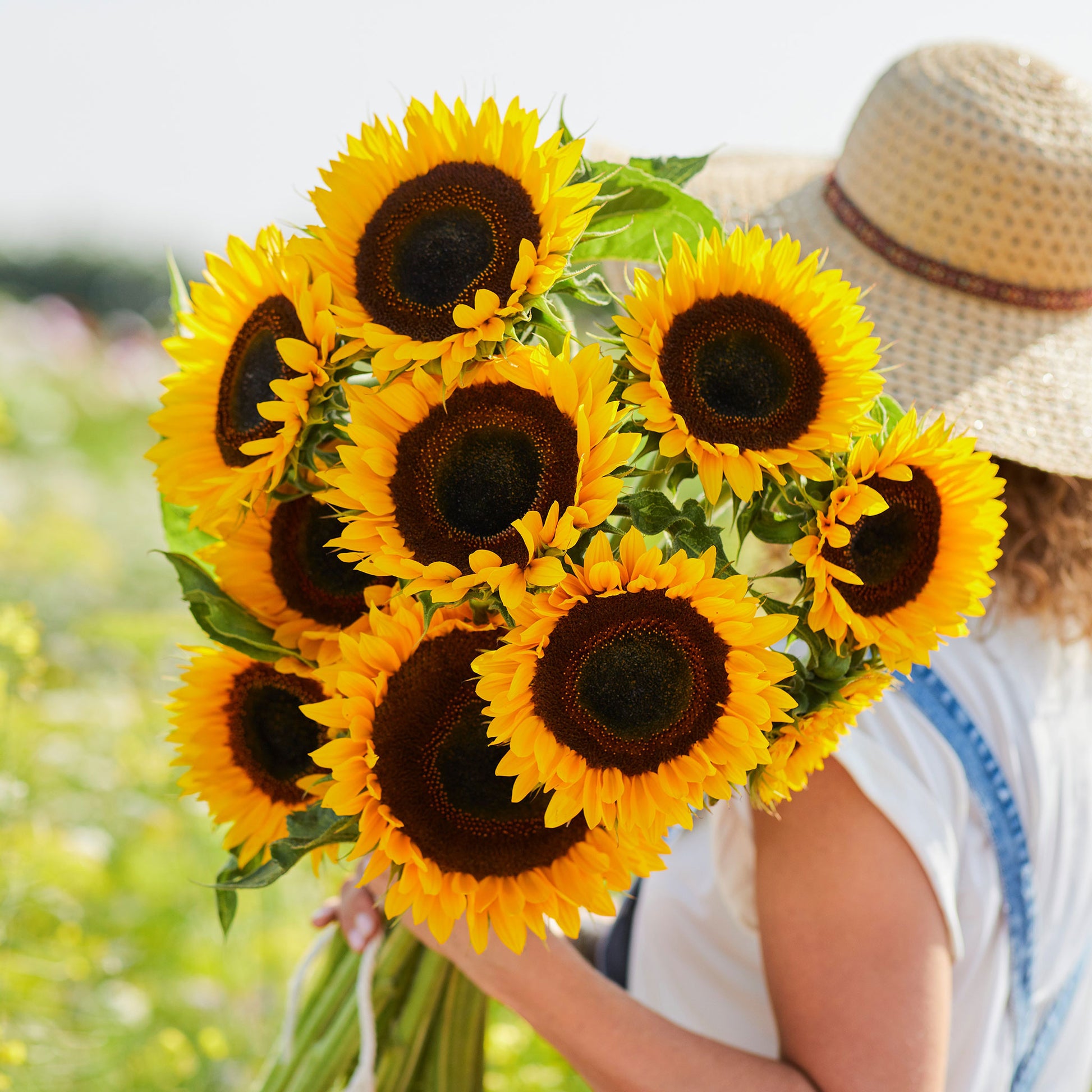 sunflower taiyo 