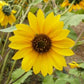 wild sunflower 