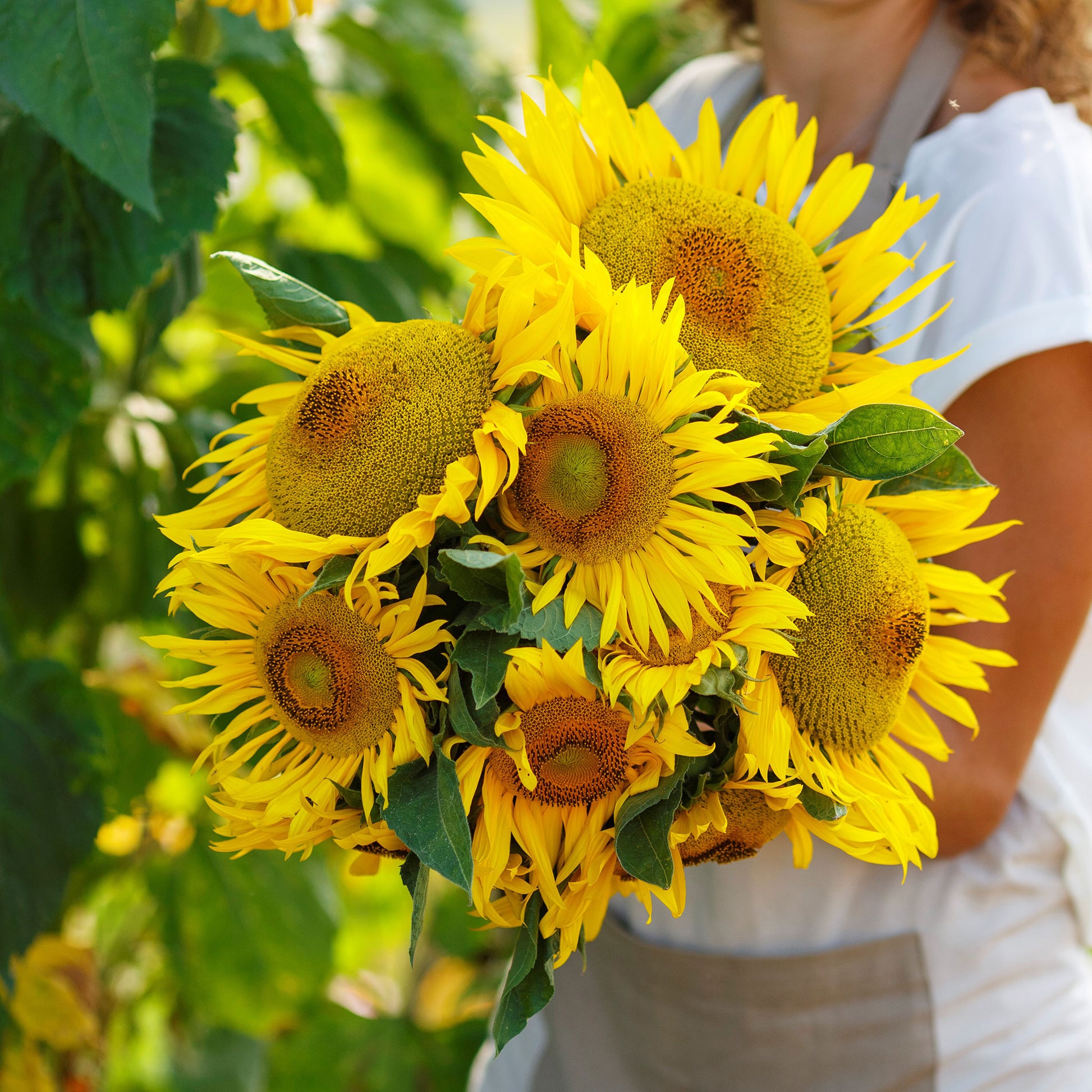 sunflower yellow pygmy