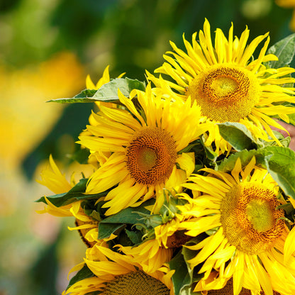Dwarf yellow pygmy sunflower with bright yellow petals and dark center on a garden backdrop