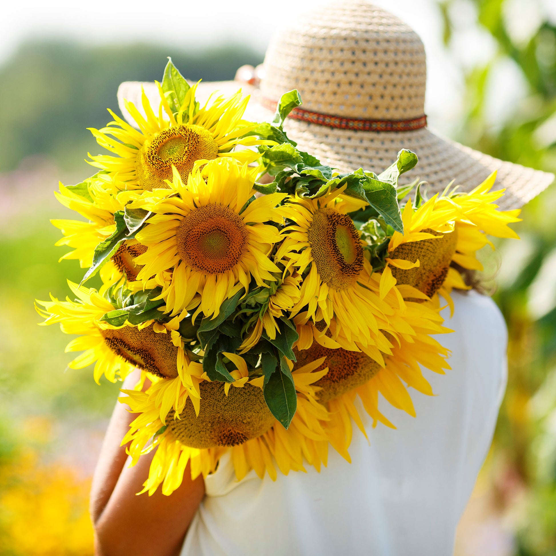 sunflower yellow pygmy