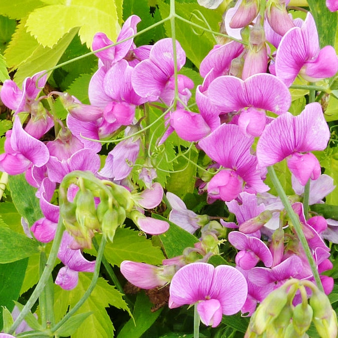 sweet pea everlasting