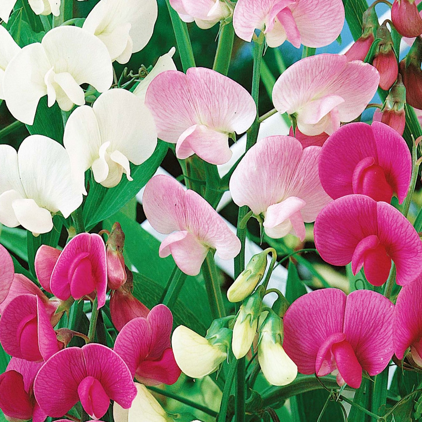 mixed everlasting pea 