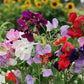 sweet pea royal 
