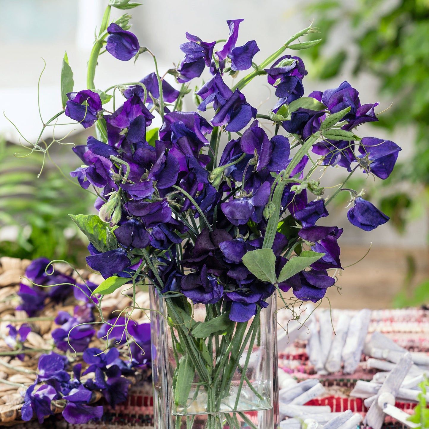 Statice Wholesale  Sweet Peas Flower Shop