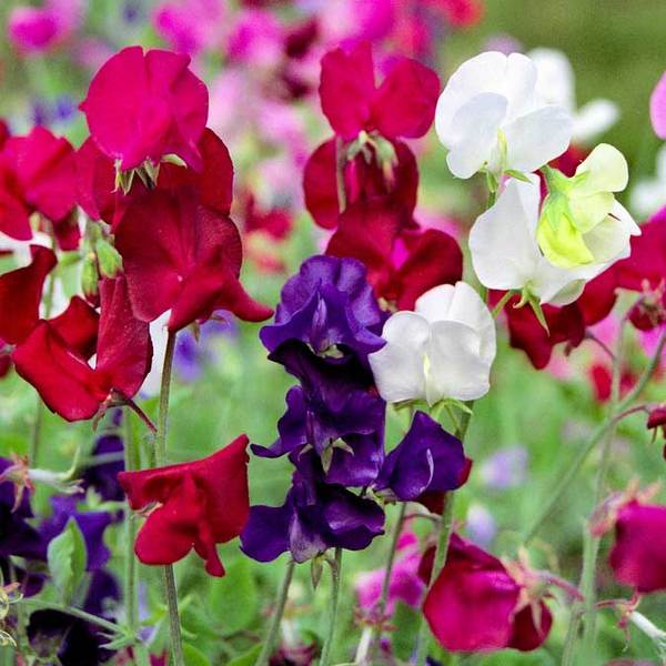 sweet pea spencer mix