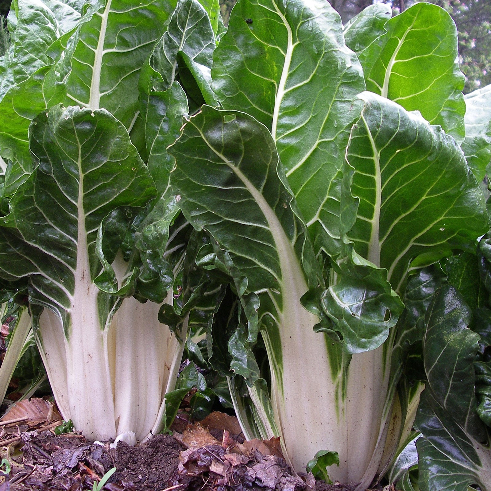 Chard Rib Eye Swiss Chard Seeds - Large White Rib | Vegetable Seeds in Packets & Bulk ...