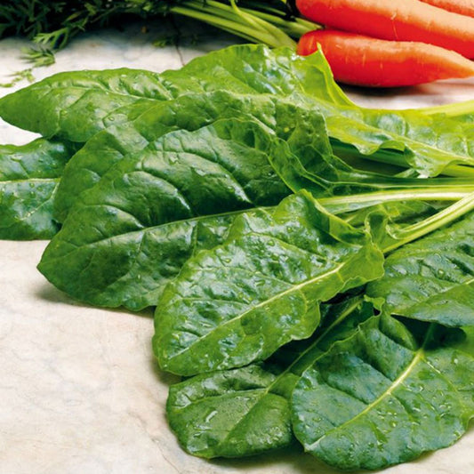 swiss chard perpetual spinach