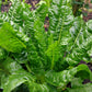 swiss chard perpetual spinach