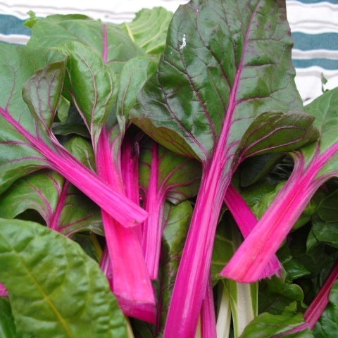 pink lipstick swiss chard 