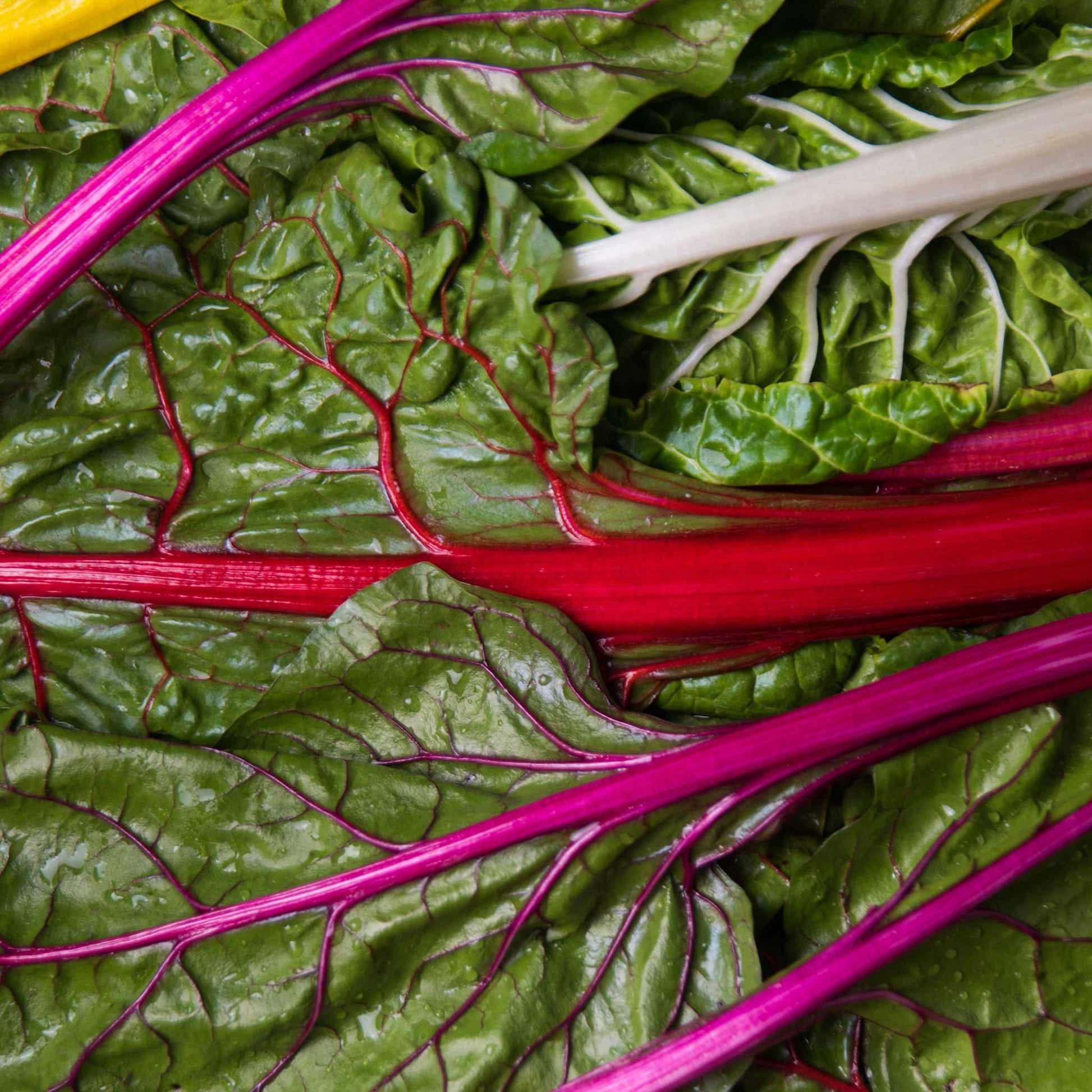swiss chard rainbow mix