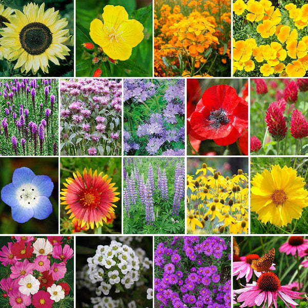 Help Pollinators - Pollinator Wildflower Seed Packets