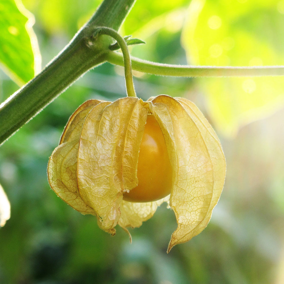 Tomatillo Seeds Ground Cherry Vegetable Seeds in Packets & Bulk Eden Brothers