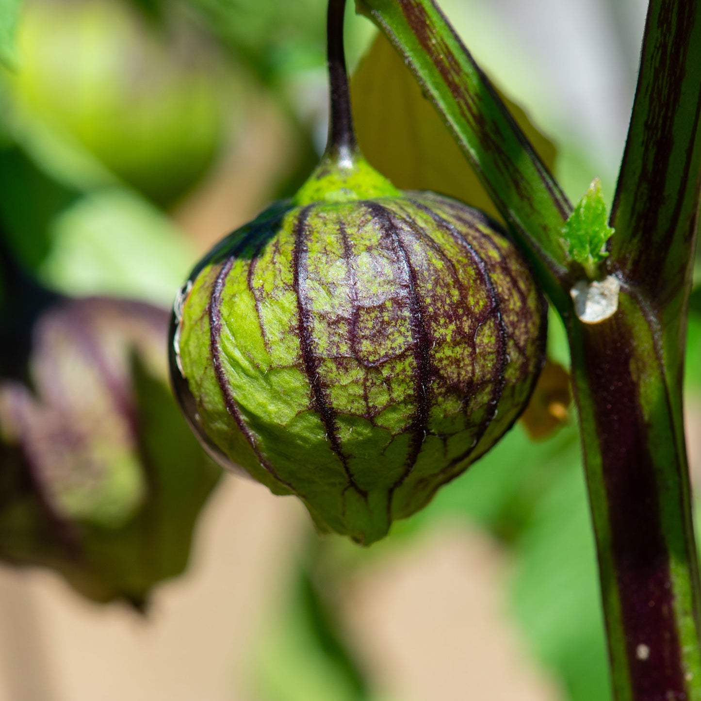 purple tomatillo