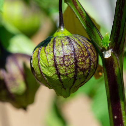 A single purple tomatillo fruit hanging with its papery husk.