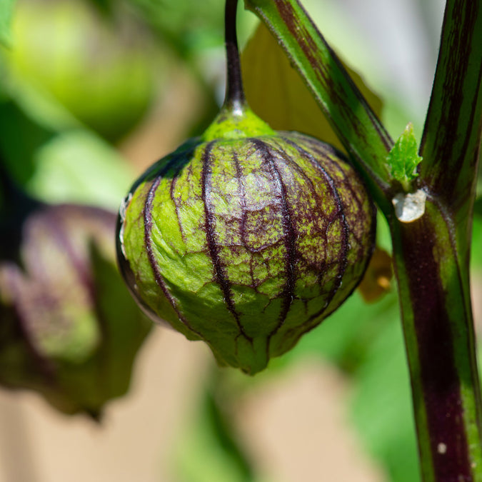 purple tomatillo