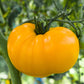 azoychka tomato 