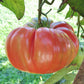 pink brandywine tomato 