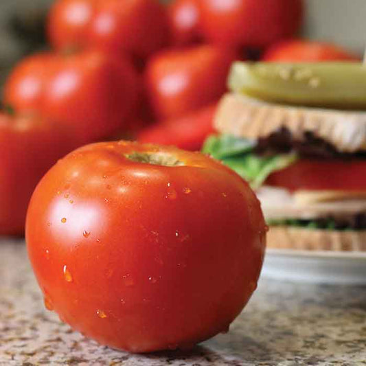 tomato celebrity plus