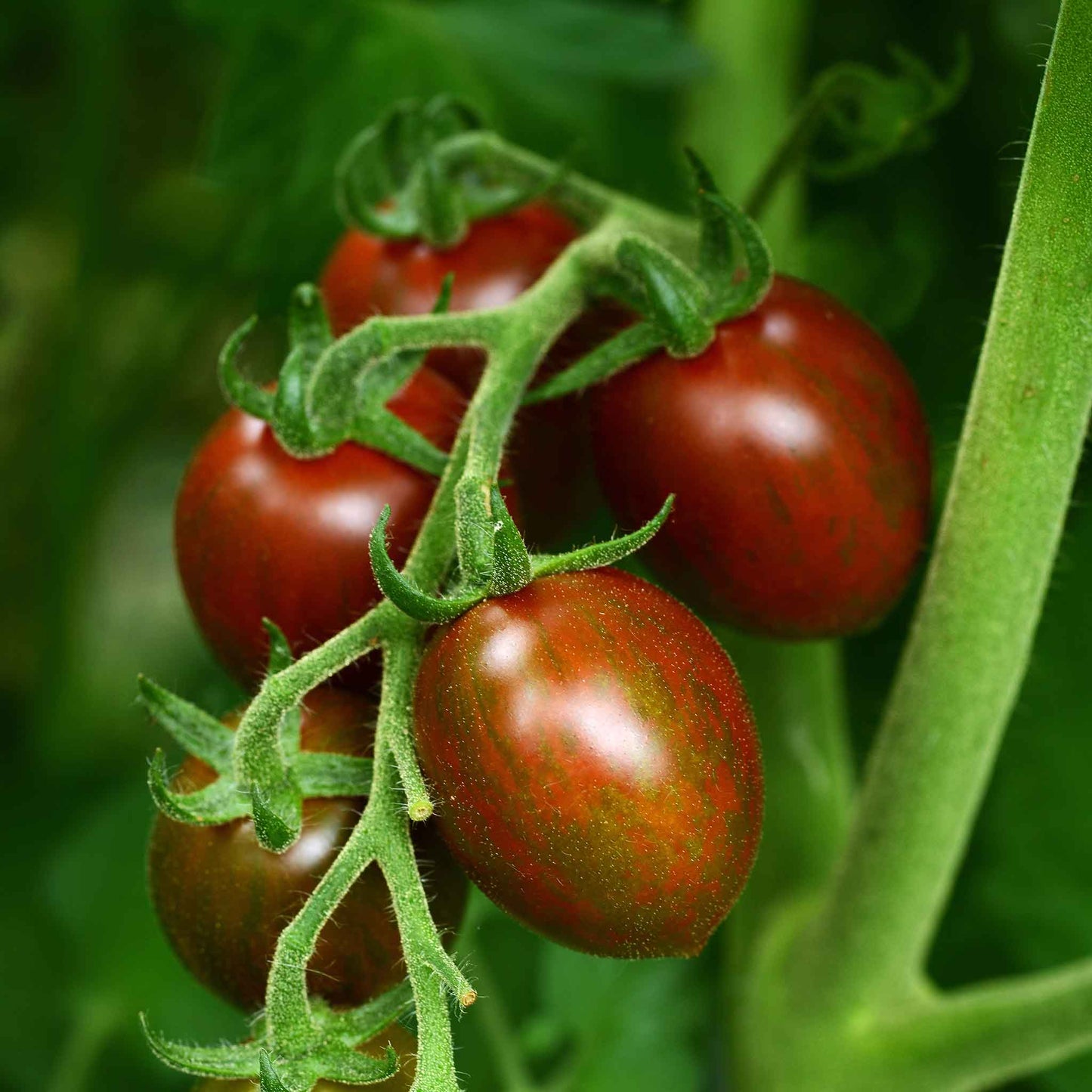 tomato chocolate sprinkles