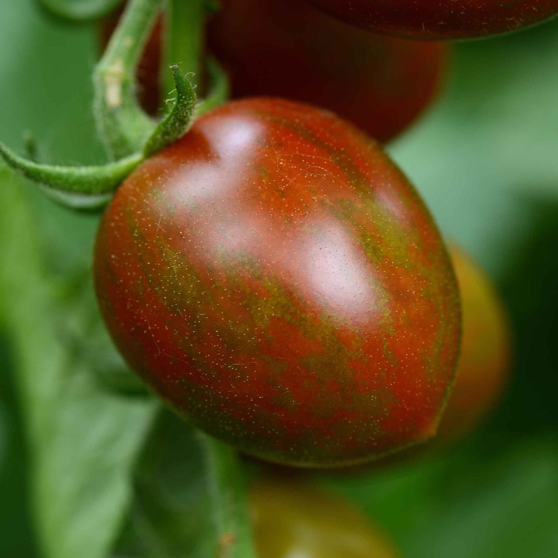 tomato chocolate sprinkles