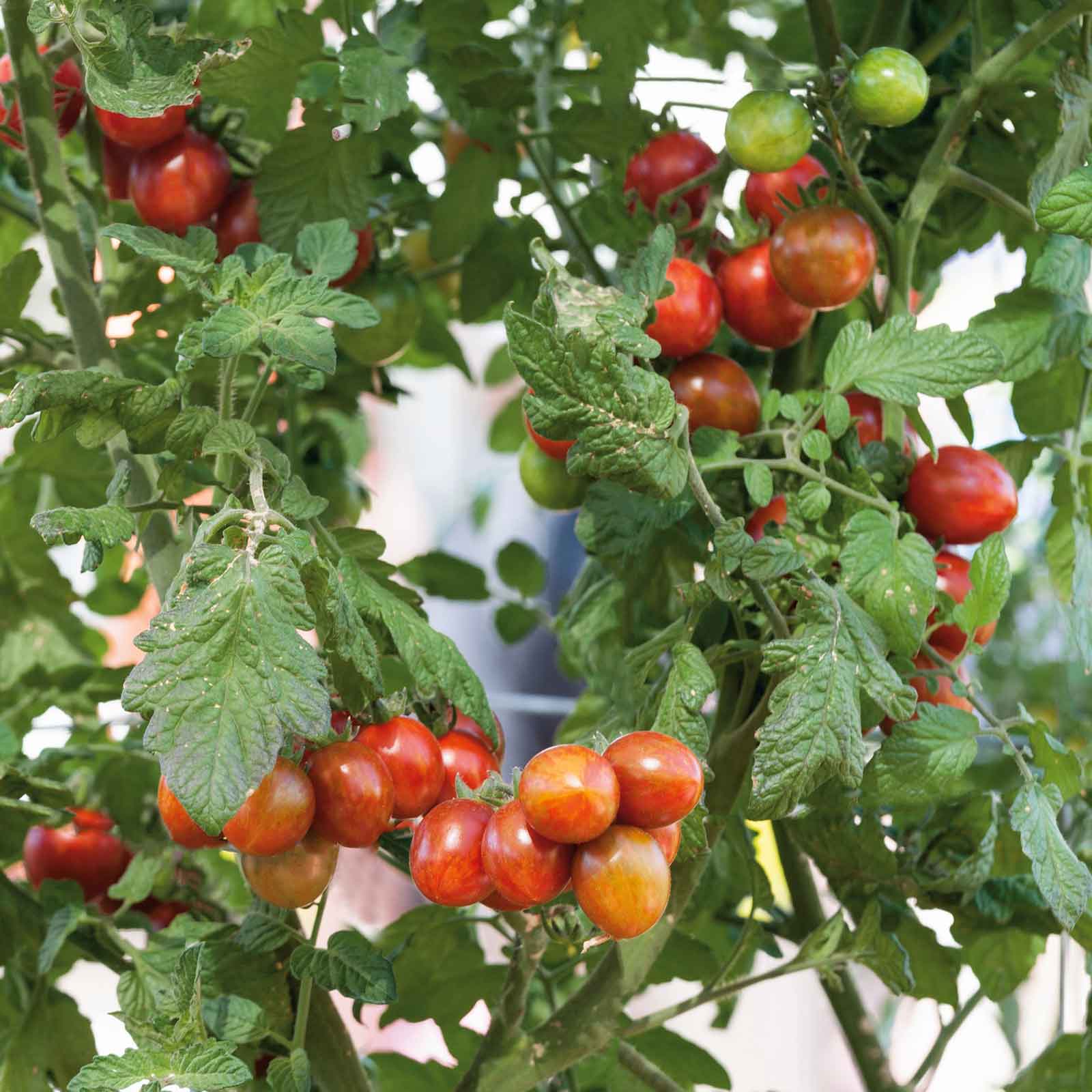 Super Slicer Tomato Seeds