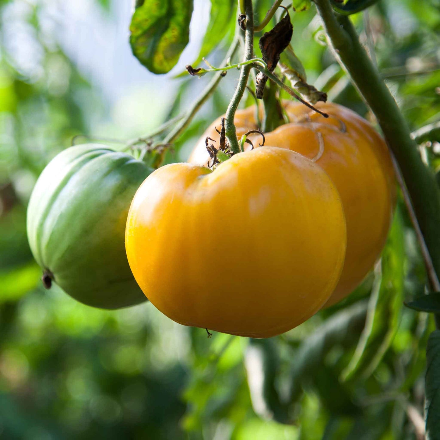 tomato lemon boy