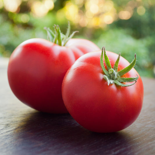 tomato marglobe