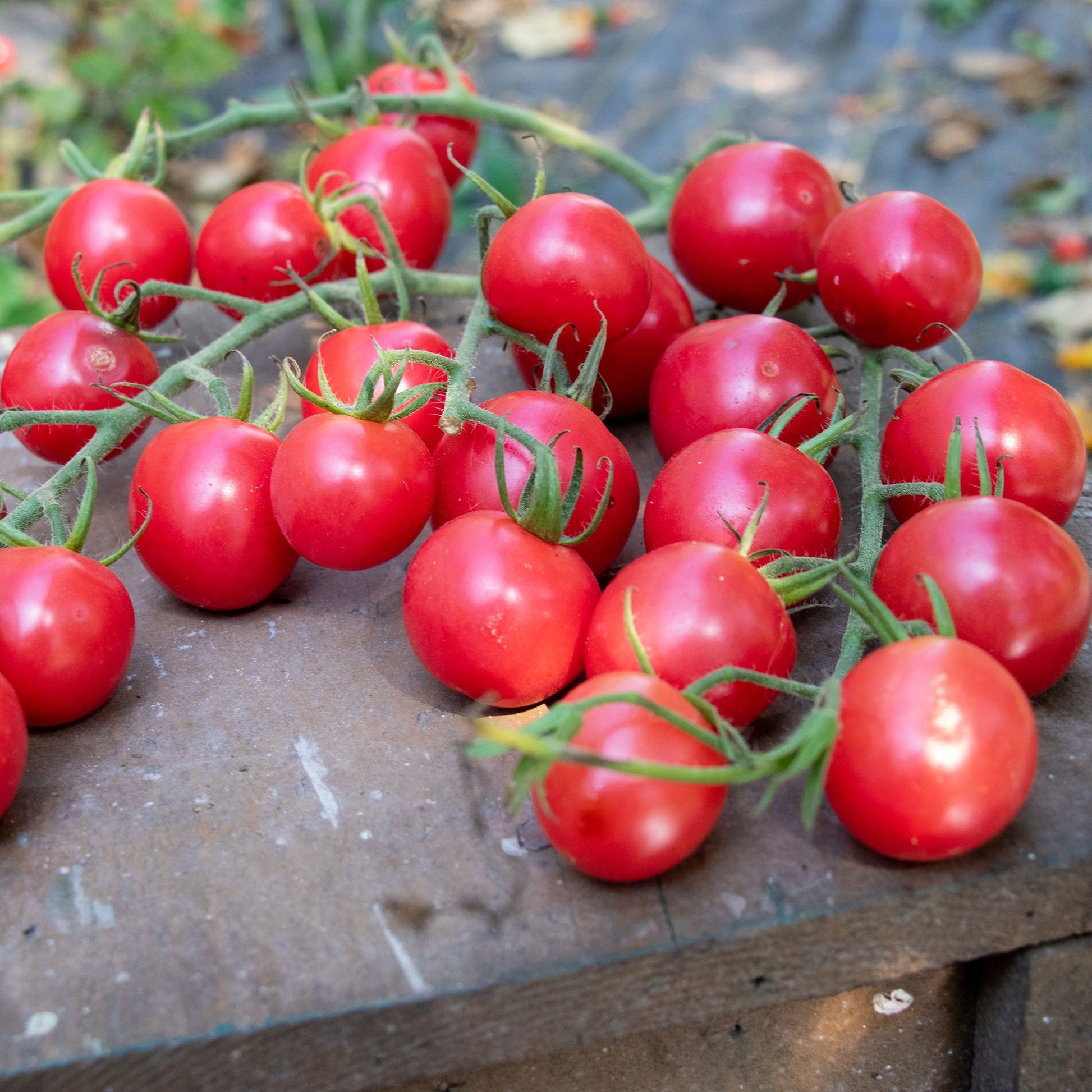 Tomato Seeds - Chef's Choice Orange F1 - Packet, Vegetable Seeds, Eden Brothers