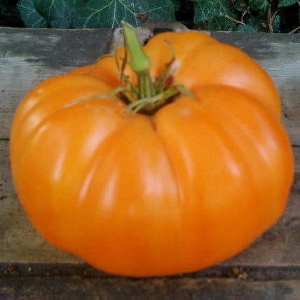 organic tomato amana orange