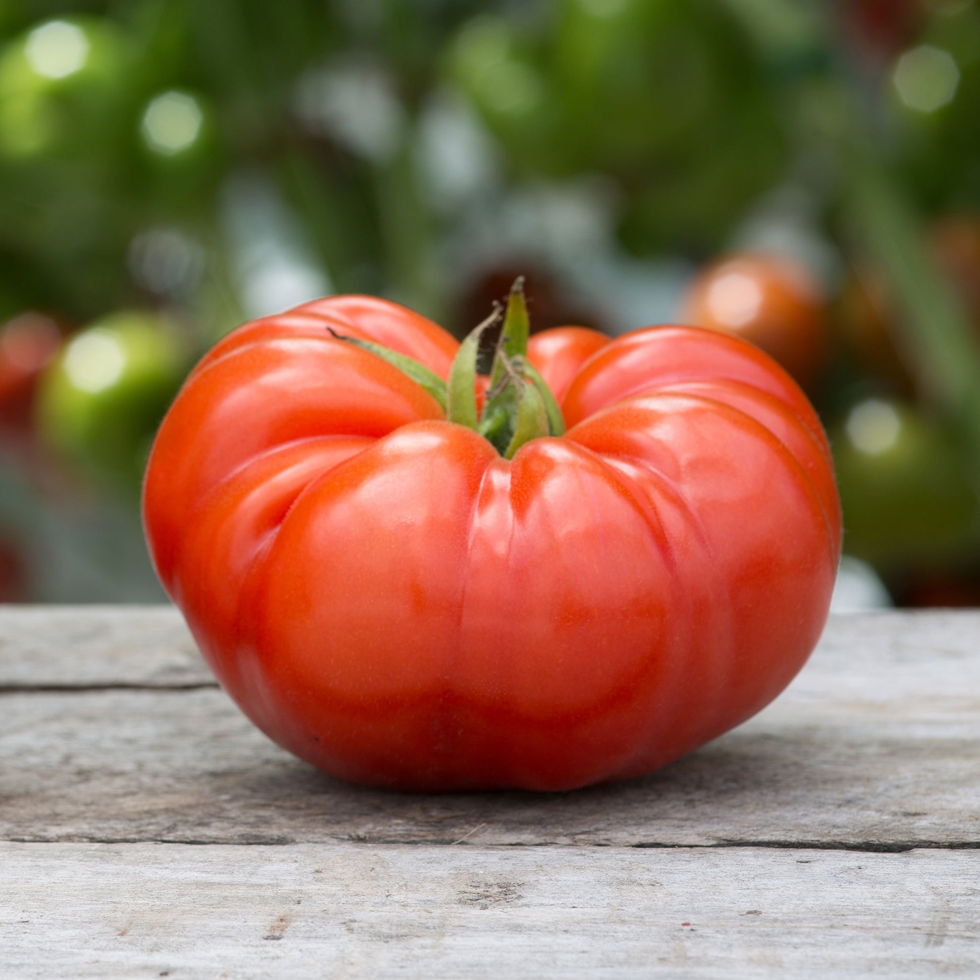 Organic Tomato Seeds - Beefsteak, Vegetable Seeds in Packets & Bulk