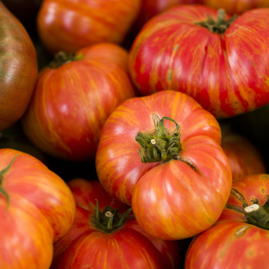 organic big rainbow tomato 