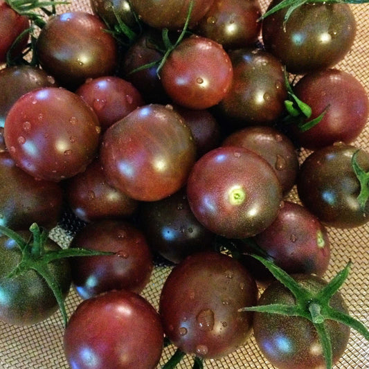 organic black cherry tomato 